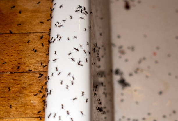 Best Commercial Pest Control Services  in Rocky Point, NY